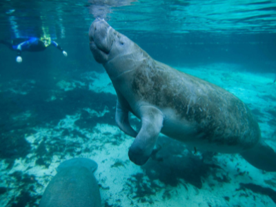 Person snorkeling with a Manatee at Blue Springs State Park