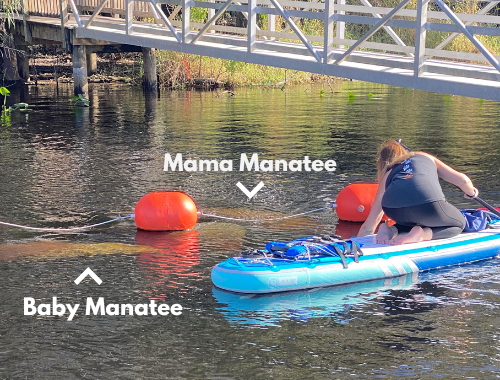 Blue Springs State Park with Mama and Baby Manatee approaching paddle boarder